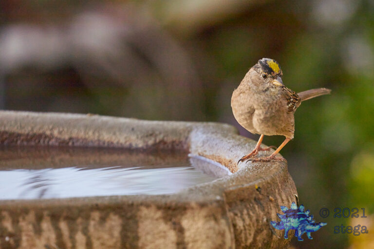 Gold-Crowned Sparrow
