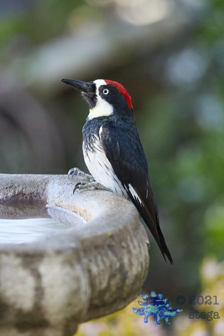 Acorn Woodpecker