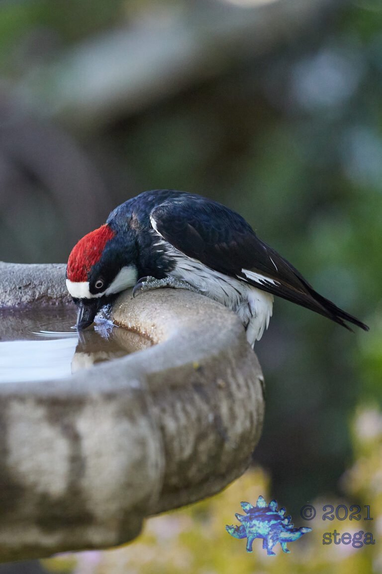Acorn Woodpecker