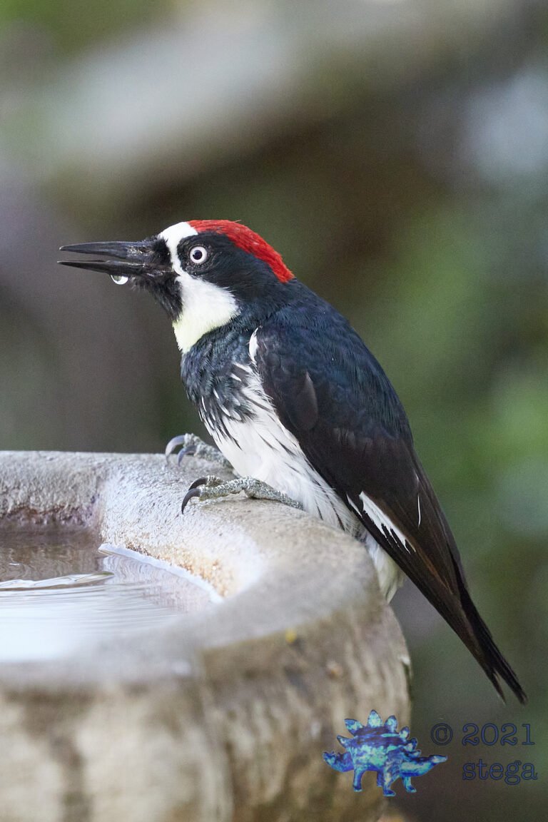 Acorn Woodpecker