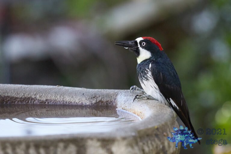 Acorn Woodpecker