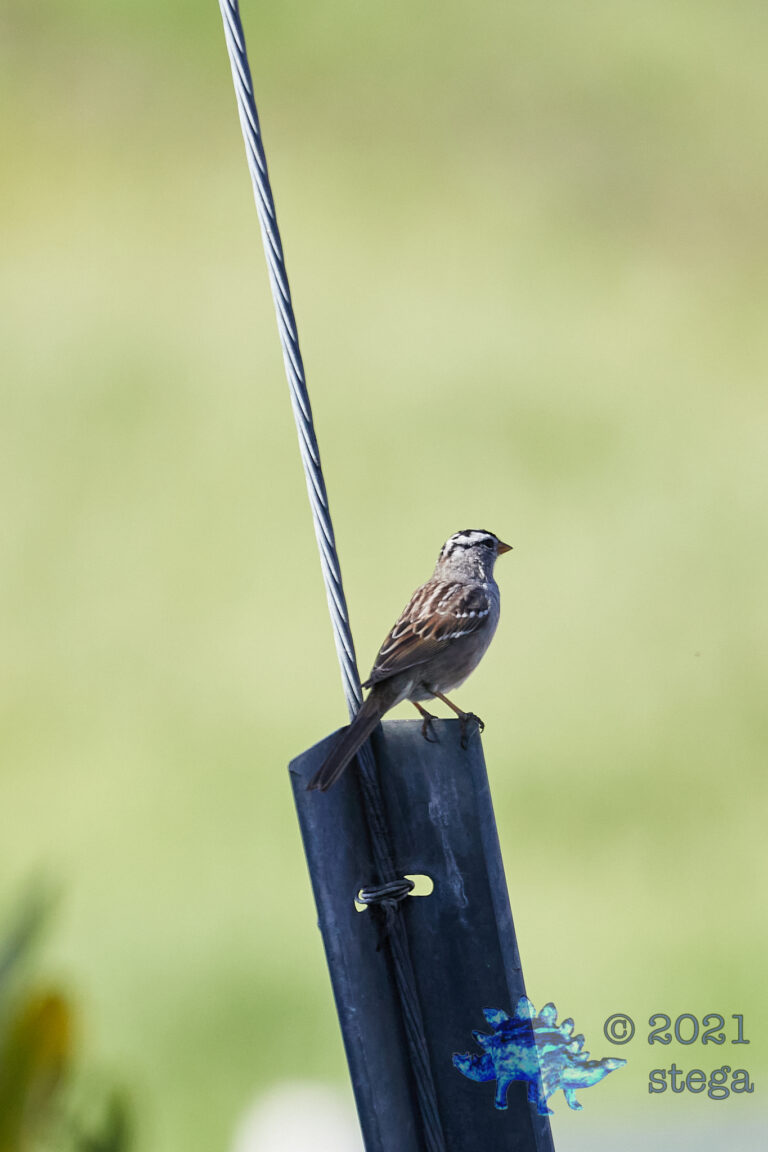 White-Crowned Sparrow