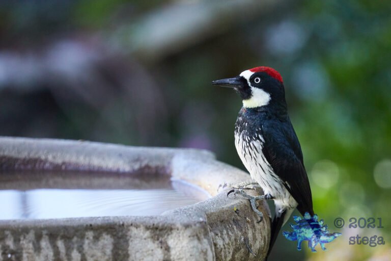 Acorn Woodpecker
