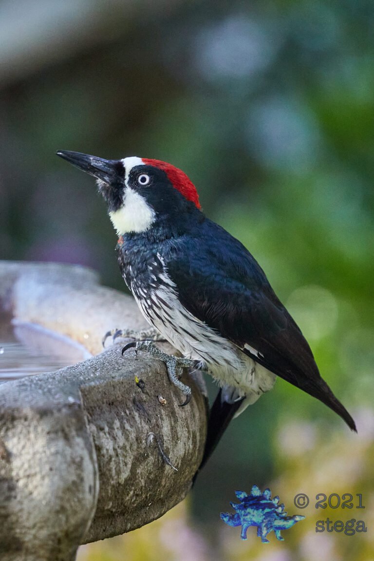 Acorn Woodpecker