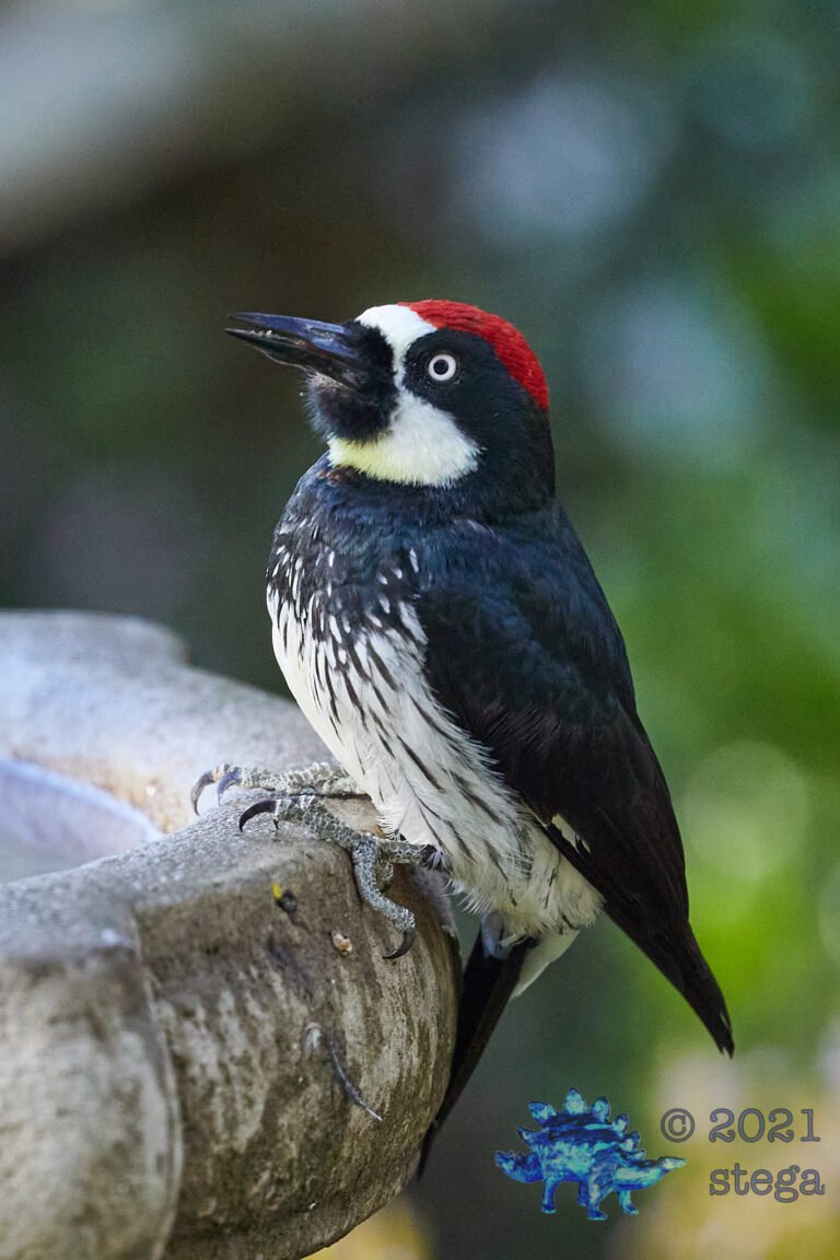 Acorn Woodpecker