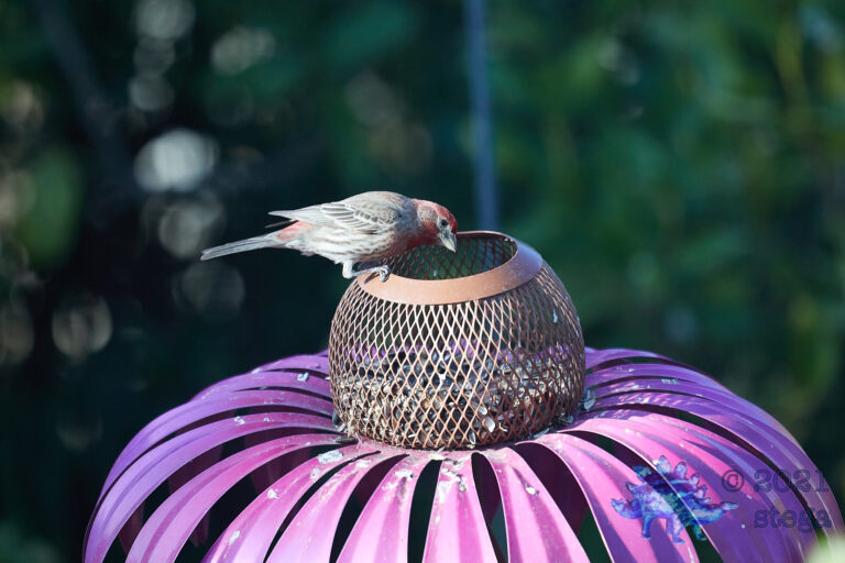 House Finch