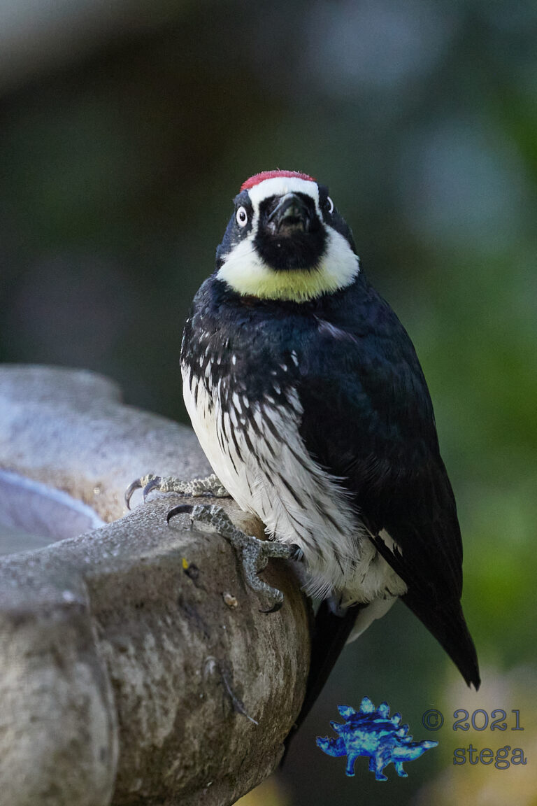 Acorn Woodpecker