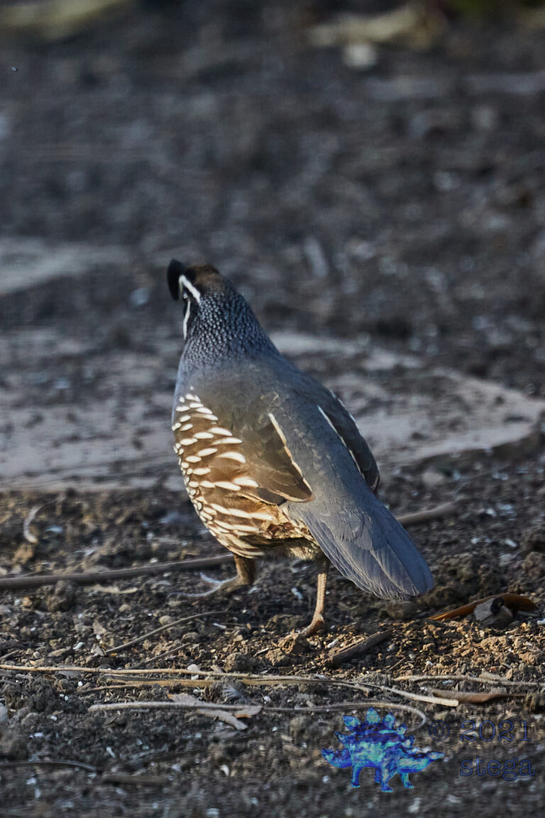 California Quail