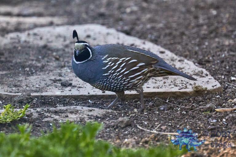 California Quail
