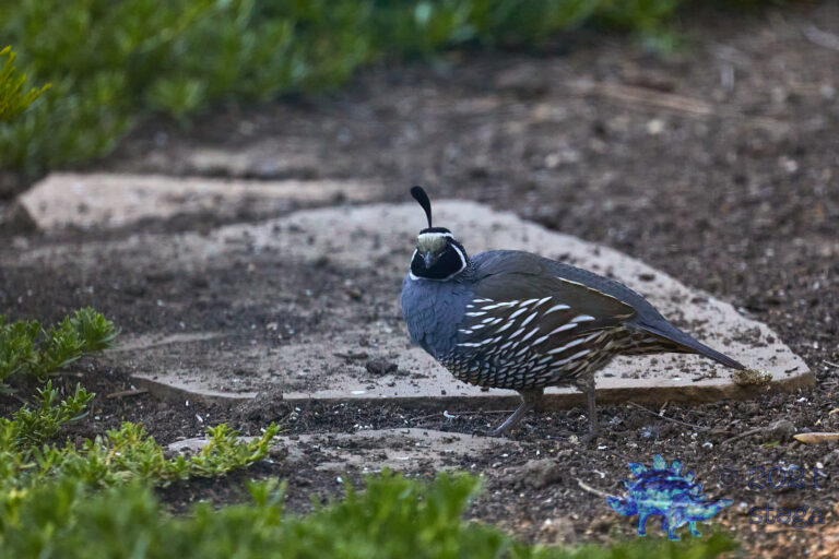 California Quail