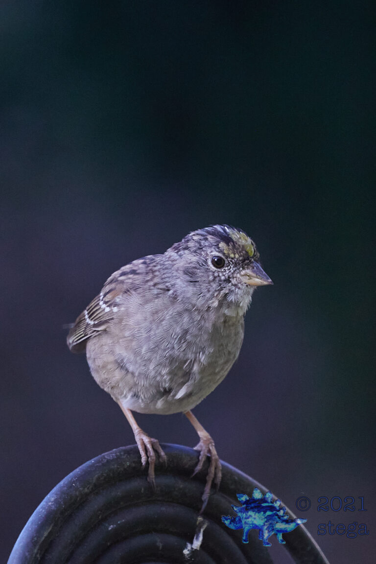 Gold-Crowned Sparrow