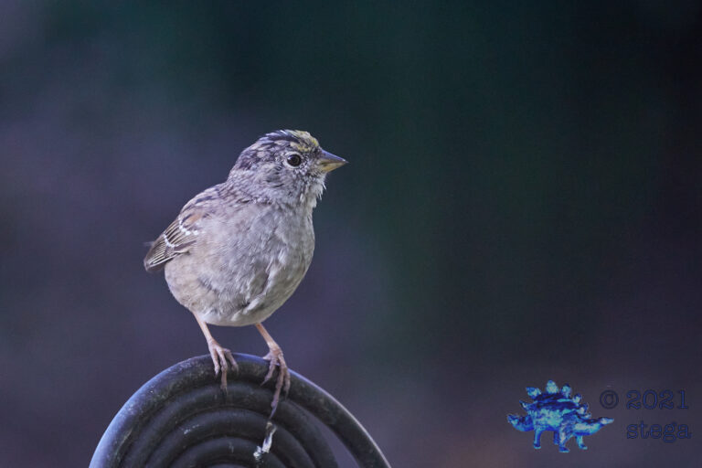 Gold-Crowned Sparrow