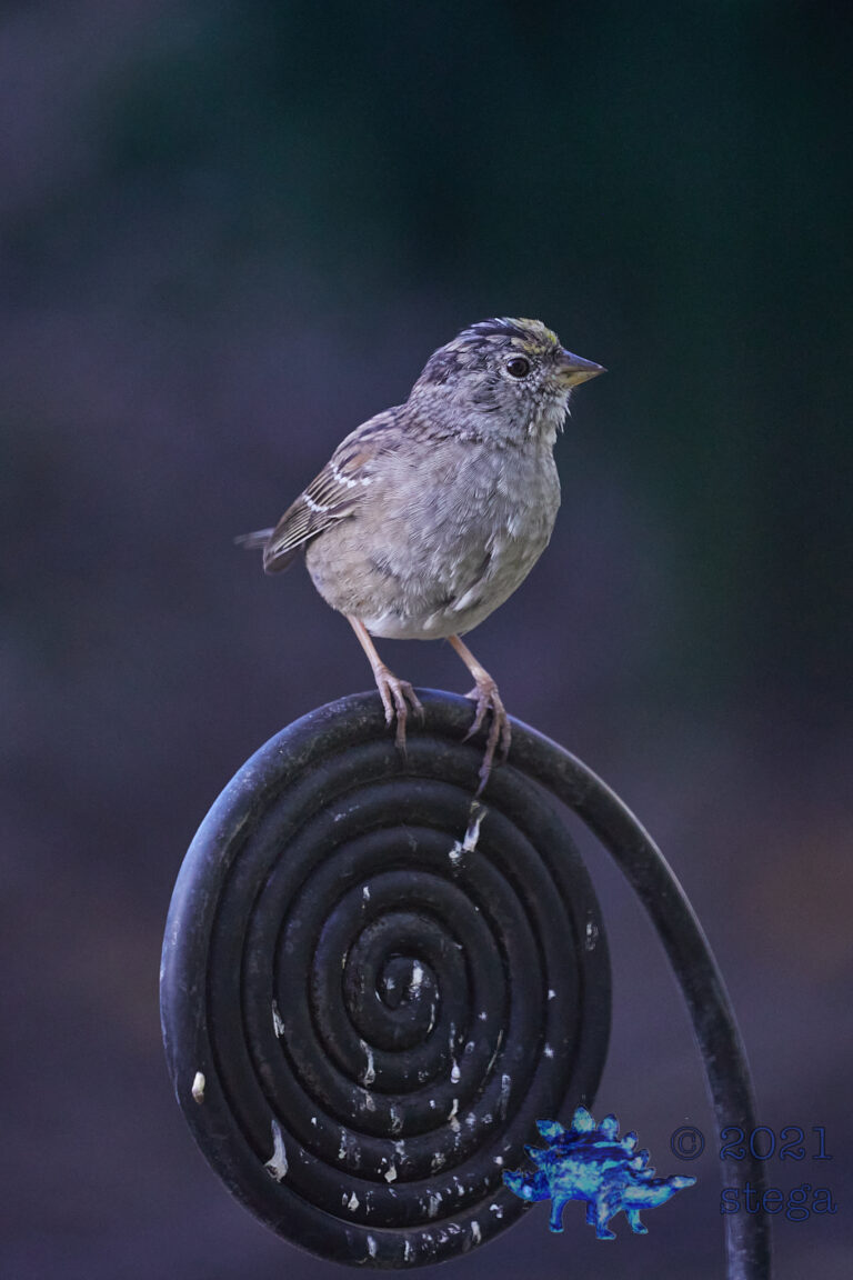 Gold-Crowned Sparrow