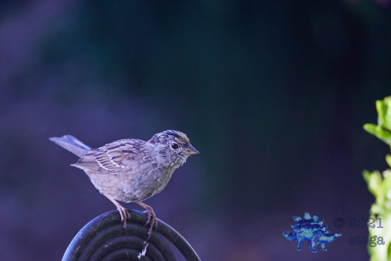 Gold-Crowned Sparrow