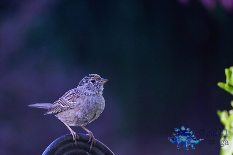 Gold-Crowned Sparrow