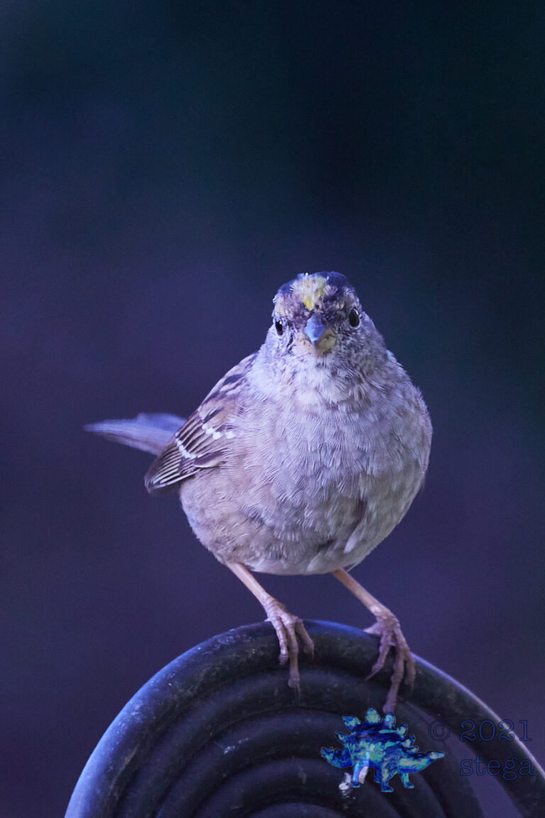 Gold-Crowned Sparrow