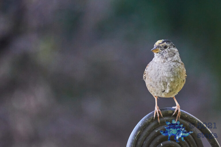 Gold-Crowned Sparrow