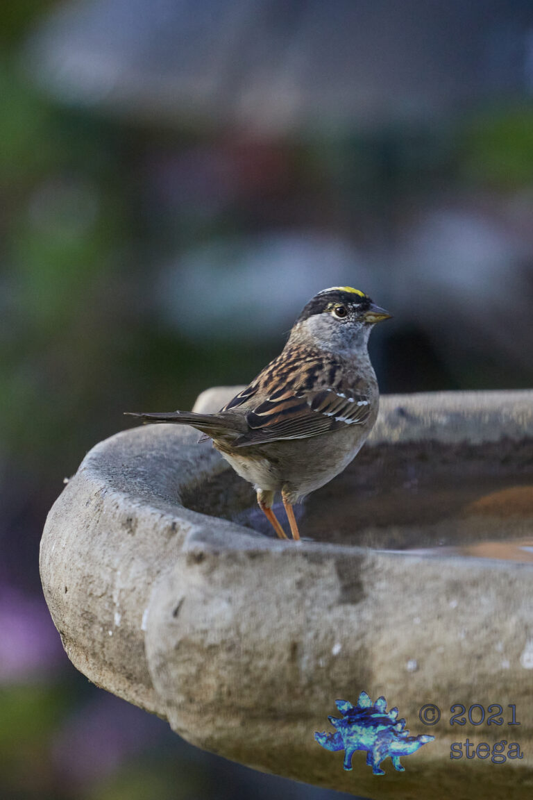 Gold-Crowned Sparrow