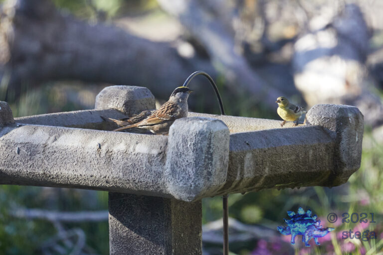 Gold-Crowned Sparrow and Friends