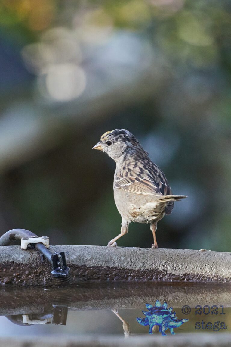 Gold-Crowned Sparrow