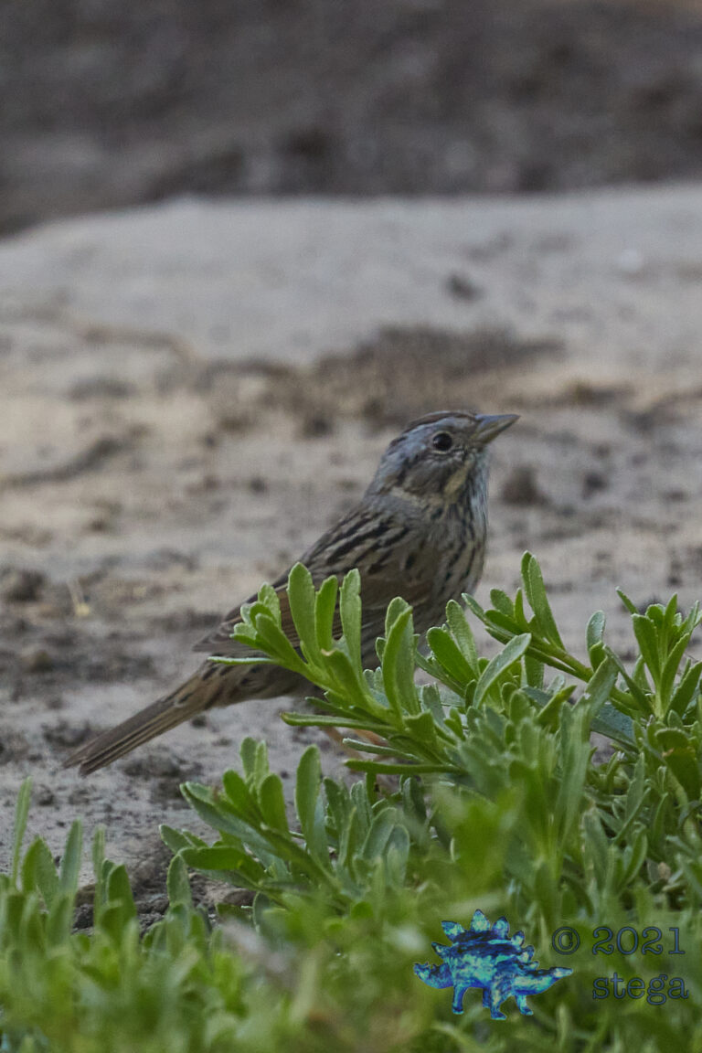 Lincoln’s Sparrow