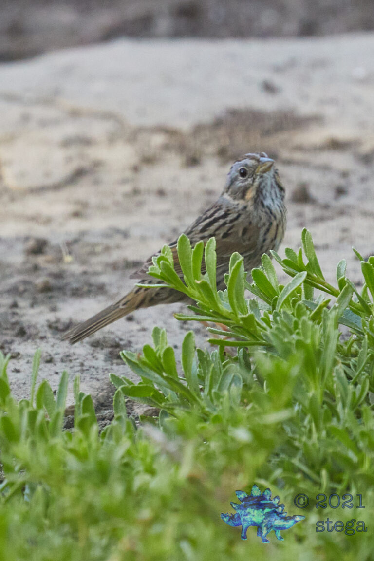 Lincoln’s Sparrow