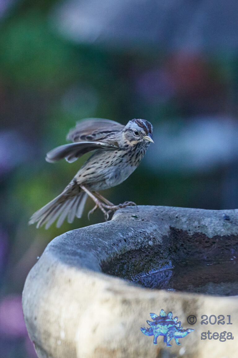 Lincoln’s Sparrow