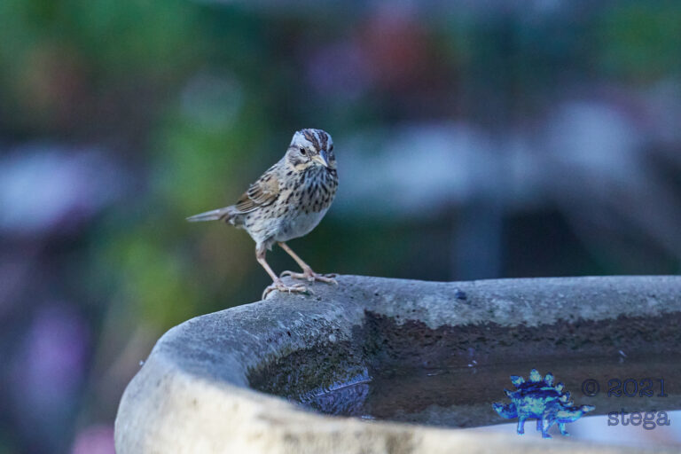 Lincoln’s Sparrow