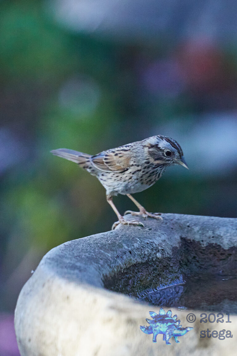 Lincoln’s Sparrow
