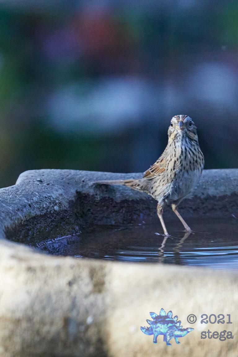 Lincoln’s Sparrow