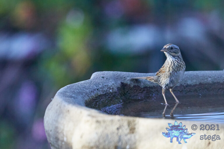 Lincoln’s Sparrow