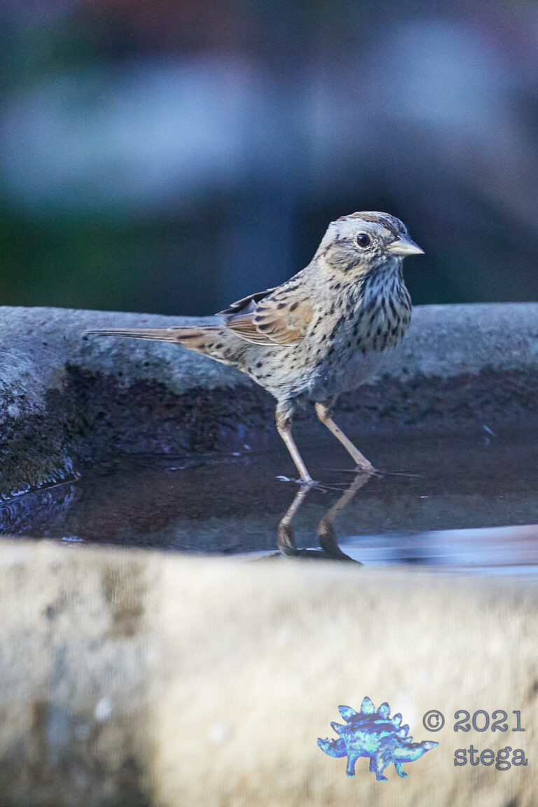 Lincoln’s Sparrow