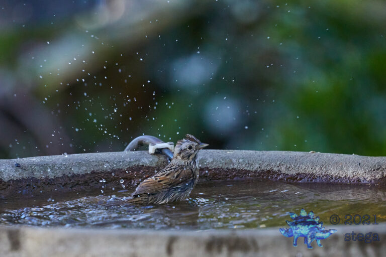 Lincoln’s Sparrow