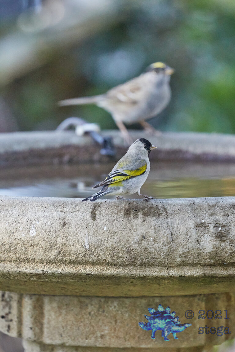 Lawrence’s Goldfinch