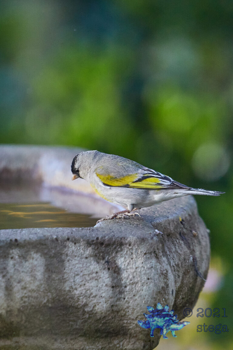 Lawrence’s Goldfinch
