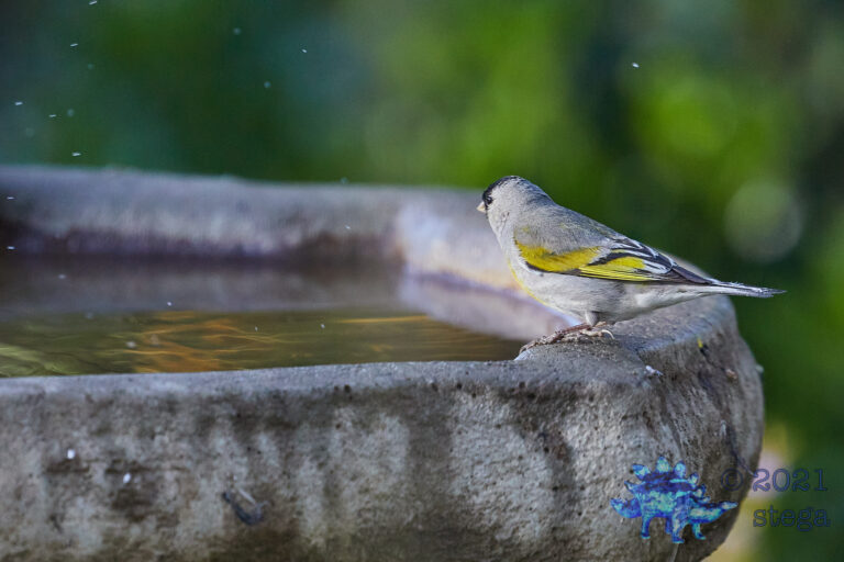 Lawrence’s Goldfinch