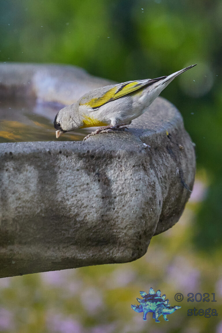 Lawrence’s Goldfinch