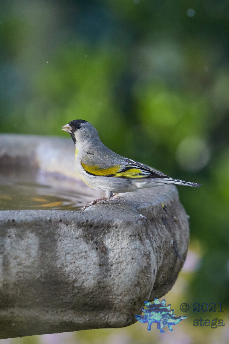 Lawrence’s Goldfinch