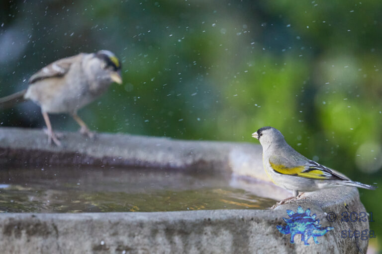 Lawrence’s Goldfinch