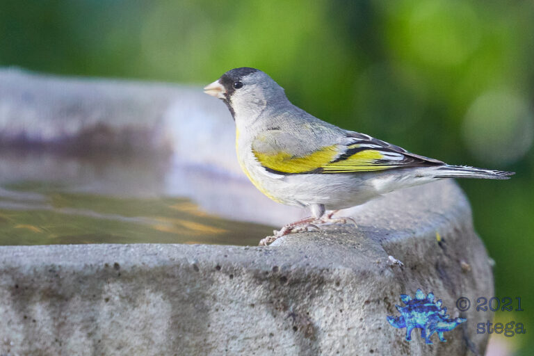 Lawrence’s Goldfinch