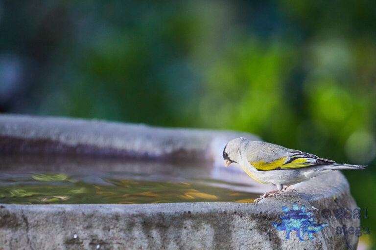 Lawrence’s Goldfinch