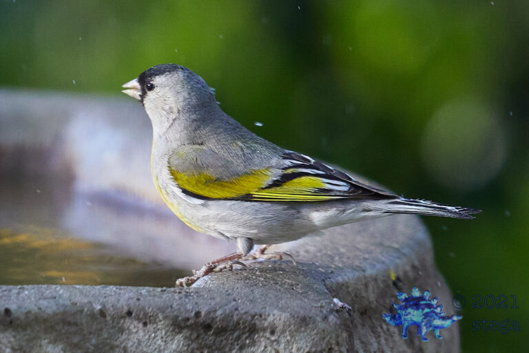 Lawerence’s Goldfinch