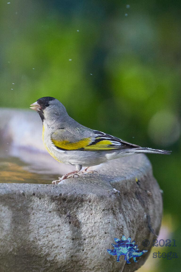 Lawrence’s Goldfinch