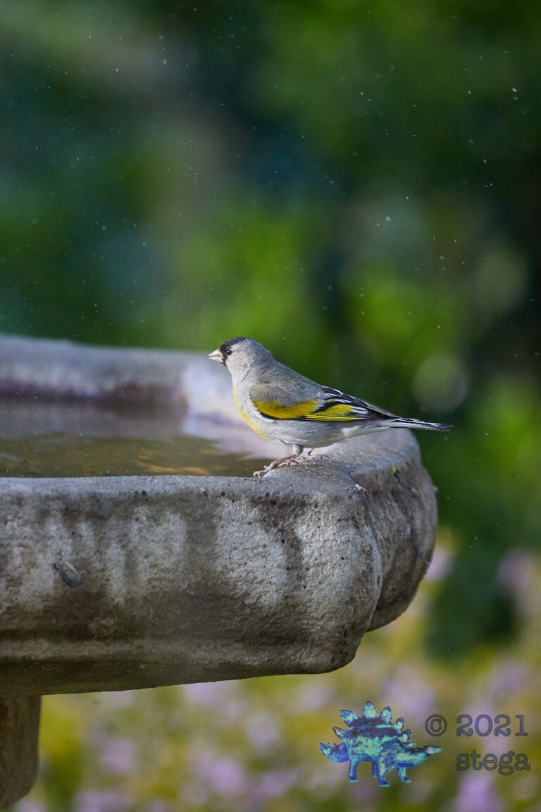 Lawrence’s Goldfinch