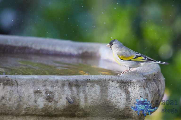 Lawrence’s Goldfinch