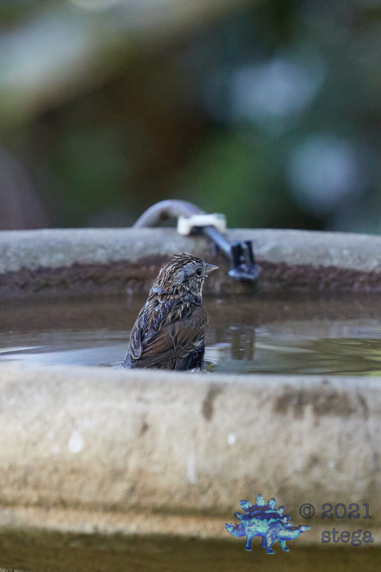 Lincoln’s Sparrow