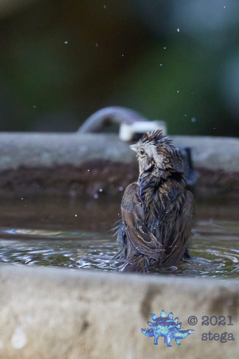 Lincoln’s Sparrow