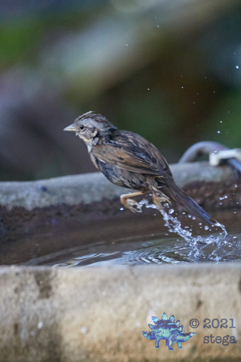 Lincoln’s Sparrow