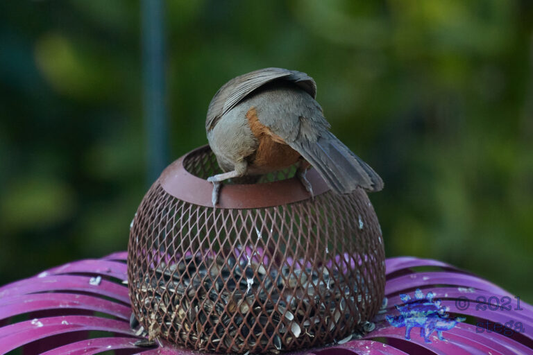 California Towhee