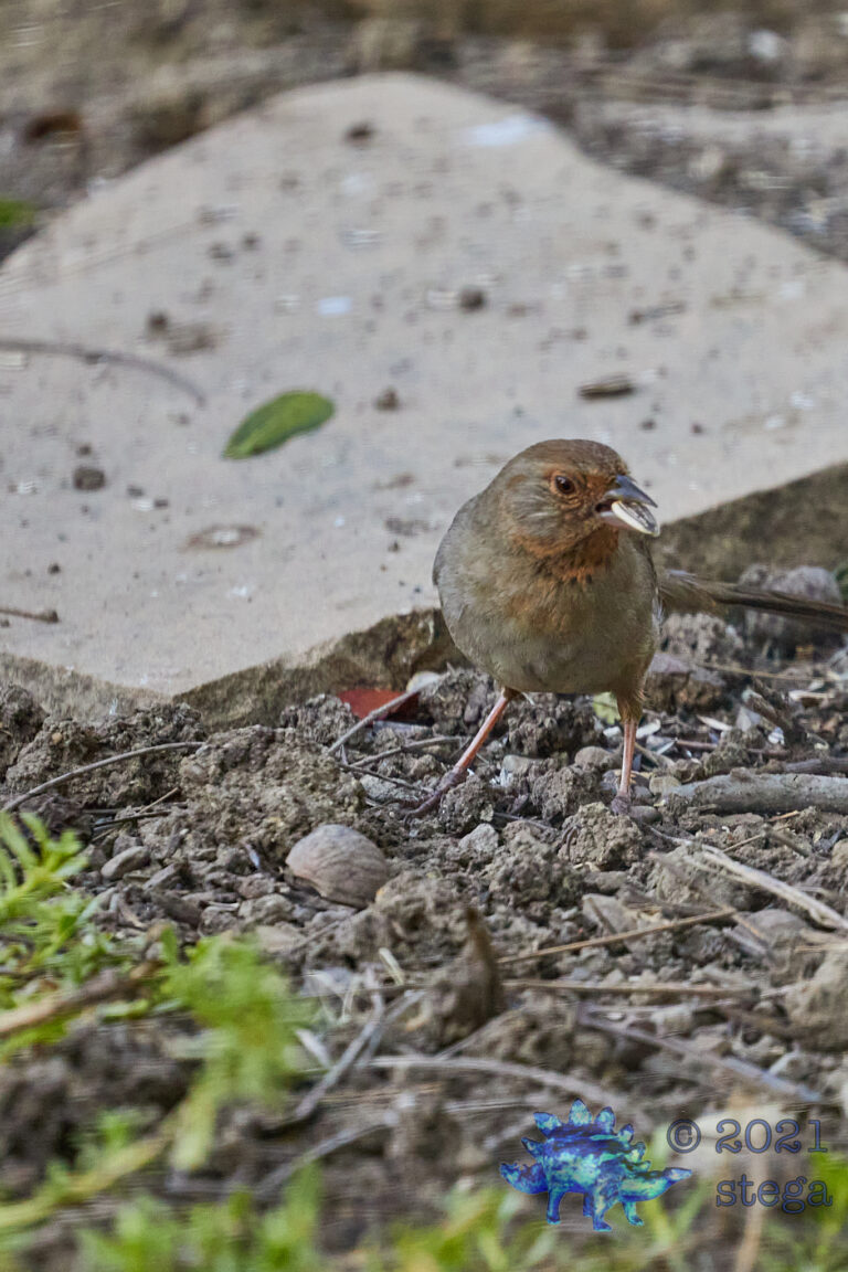California Towhee
